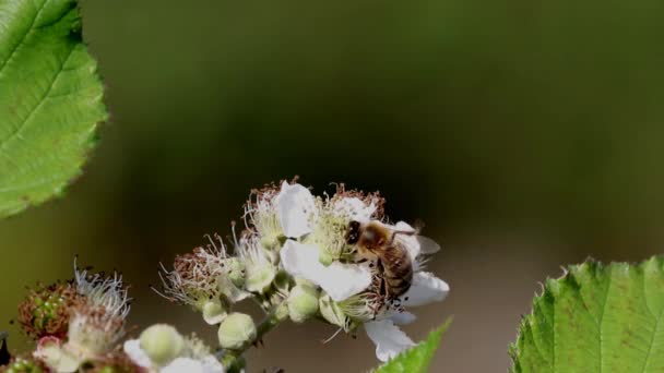 Honey Bee Apis Mellifera Bramble Flower Early Summer Staffordshire British — 图库视频影像