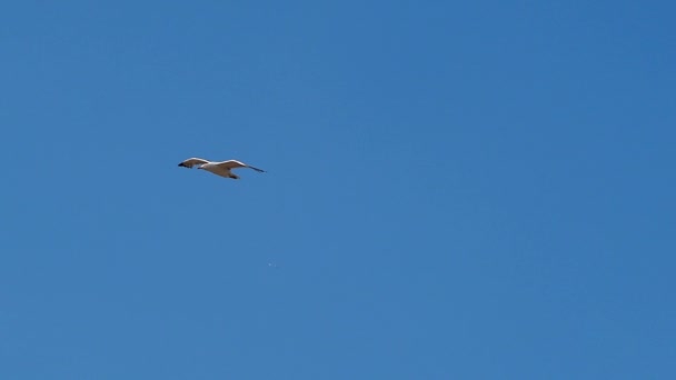 Tracking Shot Seagull Flys Shits Flight Blue Sky Air — Stock video