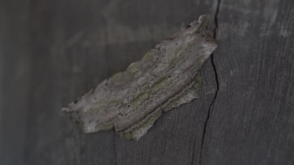 Camuflaje Polilla Forestal Tronco Del Árbol — Vídeo de stock