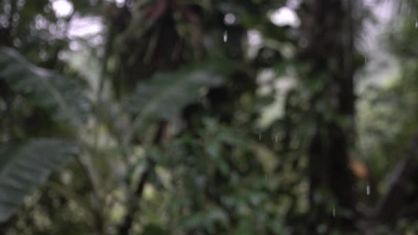 Капли Дождя Внутри Тропических Лесов Растительностью Размытом Фоне — стоковое видео