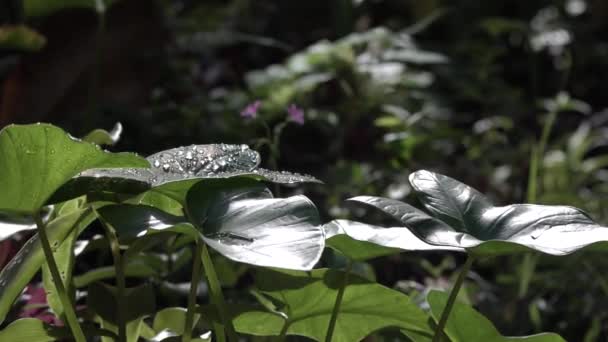 Side View Leafs Rainforest Vegetation One Them Raindrops — Stok video