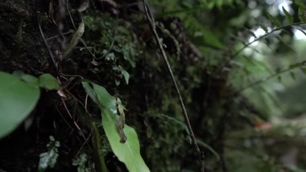 Von Makropflanzen Bis Hin Weiteren Aufnahmen Des Regenwaldes Brasilien Schieberegler — Stockvideo