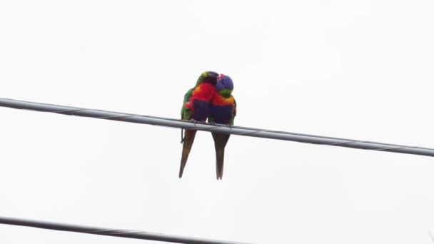 Nahaufnahme Zwei Bunte Regenbogenlorikeet Vögel Die Auf Einer Stromleitung Hocken — Stockvideo