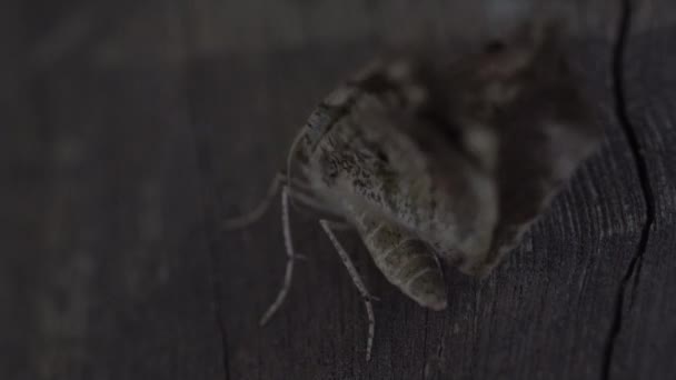 Camouflaged Moth Open Wings Wind Its Wings Raw Video Grading — Stock video