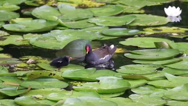 Moorhen Gallinula Cloropus 그리고 사이에 병아리가 있습니다 웨스트 미들랜즈 — 비디오