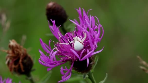 Crab Spider Misumena Vatia Waiting Ambush Its Prey Flower West — Wideo stockowe