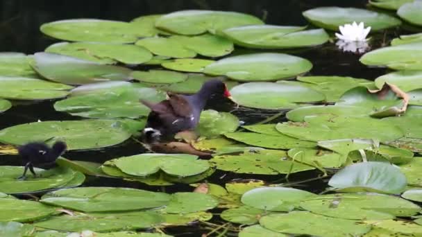 Moorhen Gallinula Chloropus Moving Lily Pads Chick Close West Midlands — Stockvideo