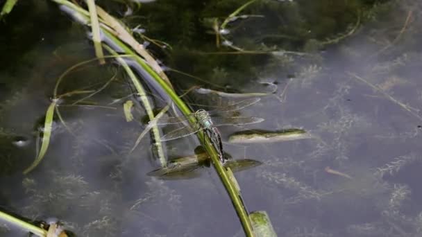 Hawker Dragonfly Laying Eggs Aquatic Plant West Midlands British Isles — Stockvideo