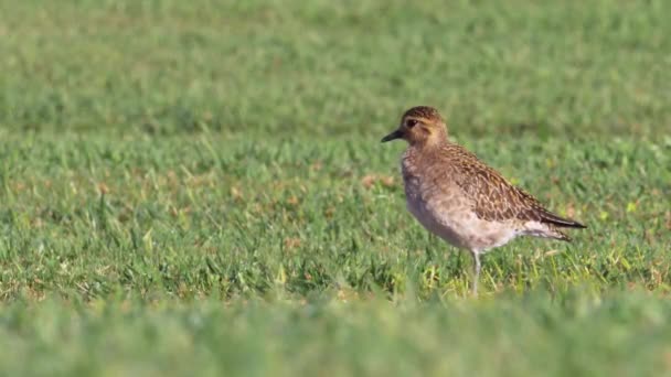 Pacific Golden Plover Non Breeding Plumage Preening Feather Close — Stockvideo