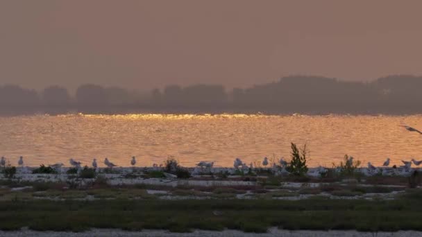 Shoreline Seagulls Red Lake Reflection Sunset Medium — 图库视频影像