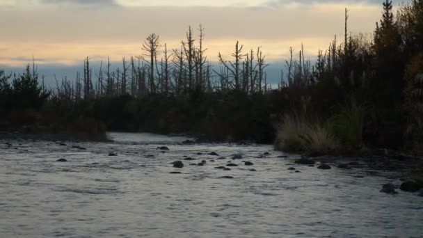 Спокійна Річка Мертві Дерева Задньому Плані Вечірньому Пан Ліворуч — стокове відео