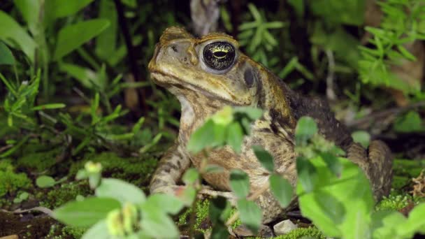 Cane Toad Hiding Lush Nature Close — Vídeos de Stock