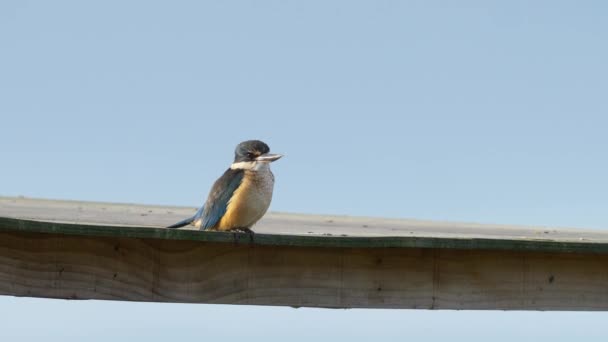 Sacred Kingfisher Bird Sitting Resting Slow Zooming — 图库视频影像