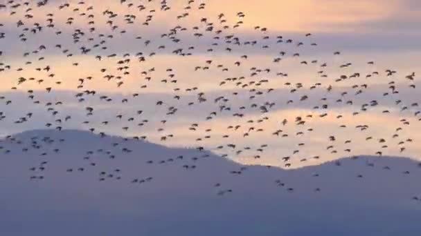 Stádu Wrybill Godwits Birds Murmuration Formation — Stock video