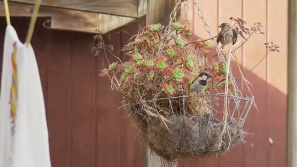 Two House Sparrows Hanging Plant Home Garden — Stockvideo