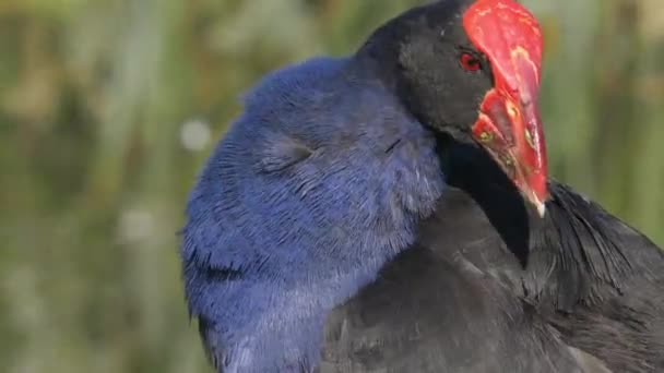 Colorful Pukeko Bird Cleaning Itself Close — Stockvideo