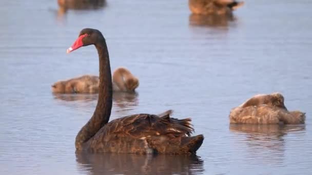 Black Swan Swanlings Swift Close — стоковое видео