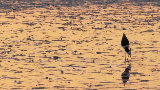 Pied Stilt Hledá Potravu Mokřinách Během Západu Slunce Střední — Stock video