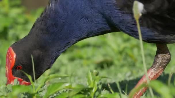 Beautiful Pukeko Bird Using Feet Eat Grass Close — Stockvideo