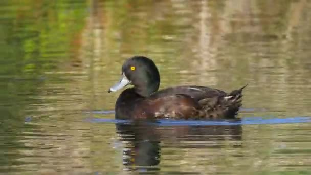 New Zealand Scaup Black Teal Lake Preening Feather Close — 비디오