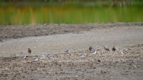 Wrybill Sharp Tailed Sandpiper Bird Searching Food Medium Shot — Stockvideo