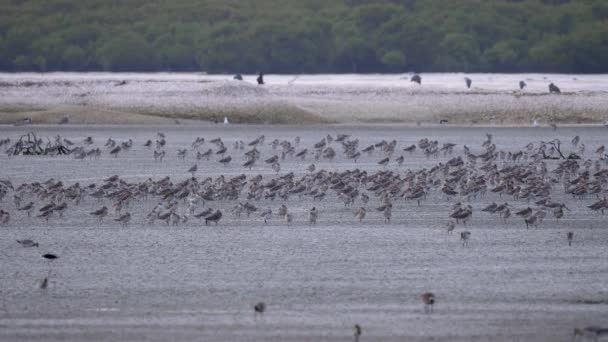 Wetland Met Kudde Van Bar Tailed Godwit Shorebirds Nieuw Zeeland — Stockvideo