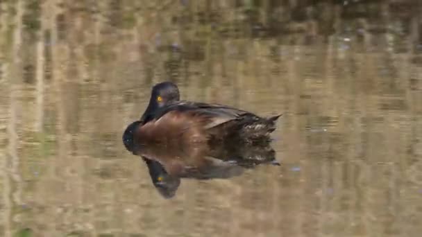 Ξεκουράζεται Νέα Ζηλανδία Scaup Μαύρο Τηλ Μια Λίμνη Κοντινό Πλάνο — Αρχείο Βίντεο