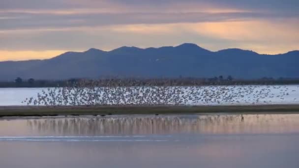 Hejno Wrybill Godwits Birds Murmuration Mountain Horizon Long — Stock video