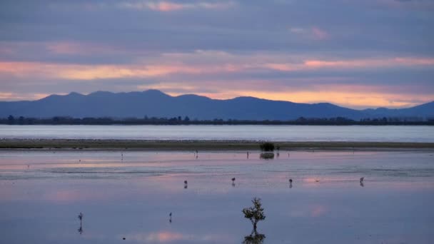 Wetland Birds Sunset Mountain Background Zoom Long — Stok Video