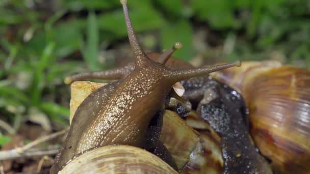 Two Giant African Snail Communicating Antennas Close — 图库视频影像