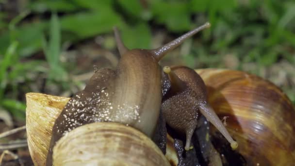 Deux Achatina Fulica Escargot Africain Géant Interagissant Extrême Gros Plan — Video