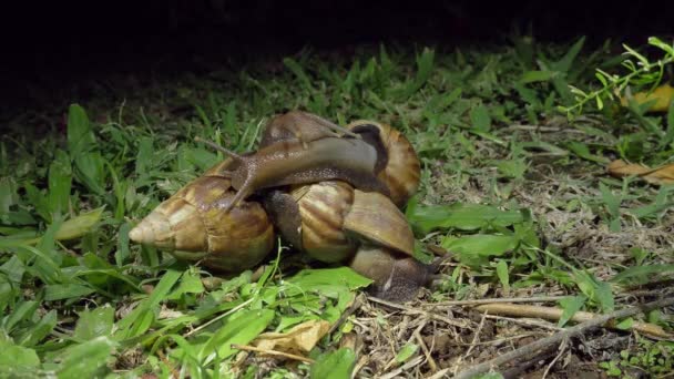 Two Achatina Fulica Giant African Snail Courtship Night Close — Vídeos de Stock