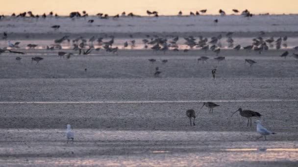 Shorebirds Wetland Far Eastern Curlew Bar Tailed Godwit — Stock Video