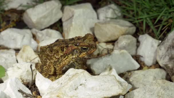 Juvenile Cane Toad Sitting Rocks Rhinella Marina Medium — Stock Video