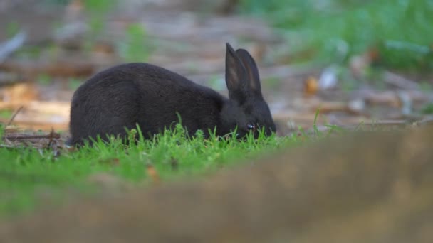 Black Little Rabbit Busy Eating Grass Medium — Stock videók