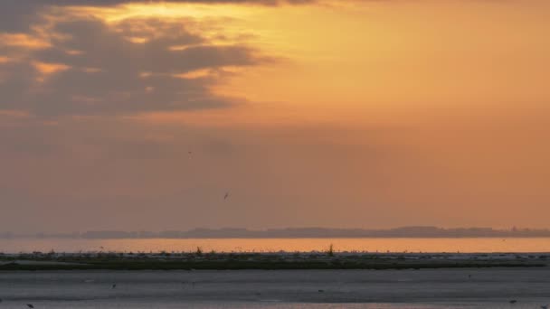 Birds Flying Horizon Magical Sunset River Land Long Shot — 图库视频影像