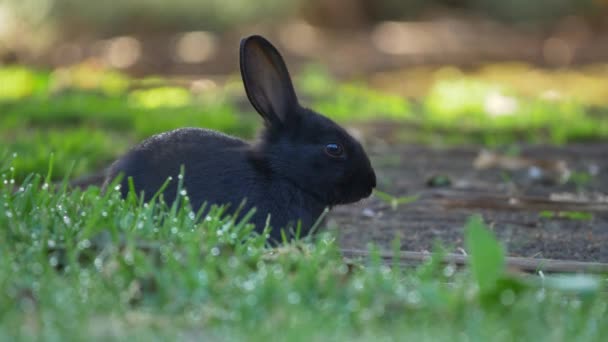 Черный Кролик Питающийся Грассом Закроется — стоковое видео