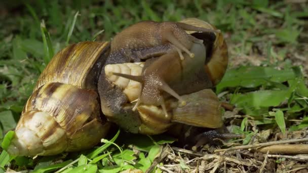 Achatina Fulica Olarak Bilinen Iki Dev Afrika Salyangoz Çiftleşmesi — Stok video