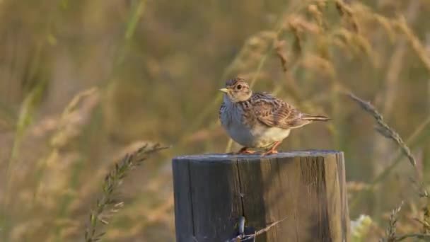 Skylark Bird Zittend Een Stump Zingend Een Winderig Veld Medium — Stockvideo