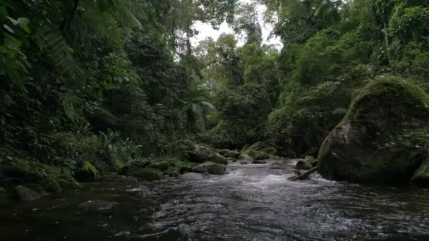 Lento Movimento Una Telecamera All Interno Fiume Una Foresta Pluviale — Video Stock