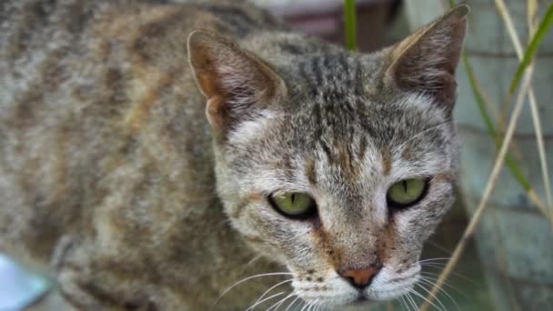 Cute Indian Common Male Cat — Vídeo de Stock