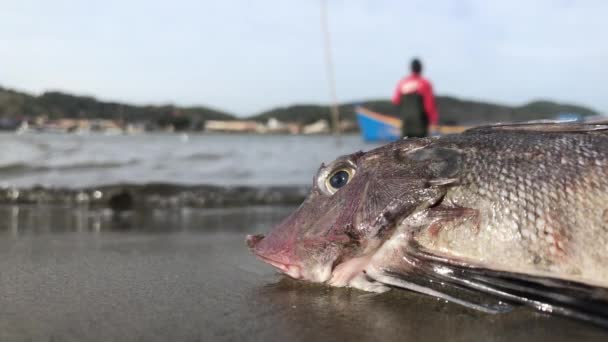 Footage Dead Fish Fisherman Boat Background — Video Stock