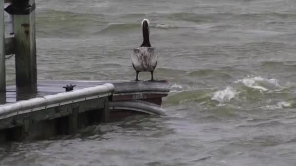 Braunpelikan Steht Mit Heftiger Strömung Und Wellen Bootsrand — Stockvideo