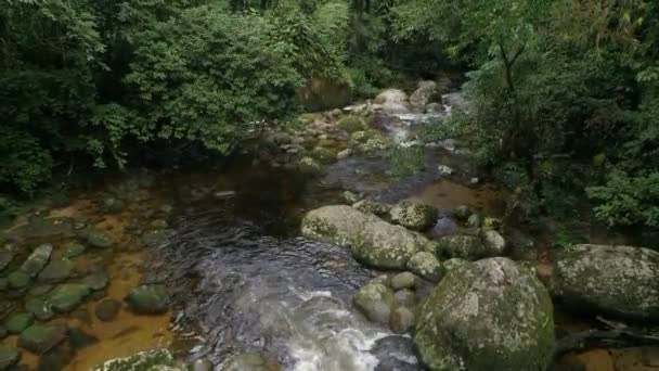 Moving Shot River Rainforest Beautiful Scenery — Stockvideo