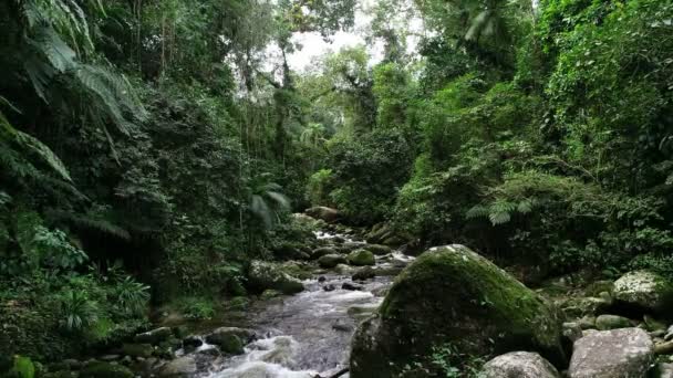 Slow Movement Camera River Rainforest Brazil — Stockvideo