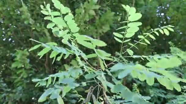 Folhas Verdes Uma Árvore Soprando Pelo Vento — Vídeo de Stock