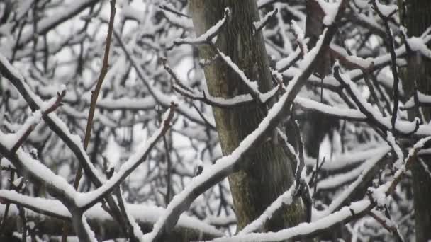 Nevicando Sui Rami Degli Alberi Freddo — Video Stock