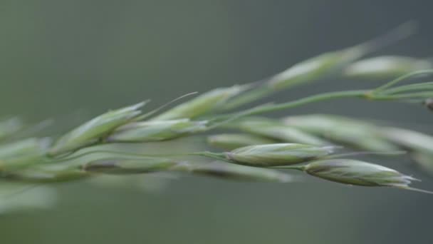 Macro Shot Grass Stem Seeds Blowing Breeze — Stok video