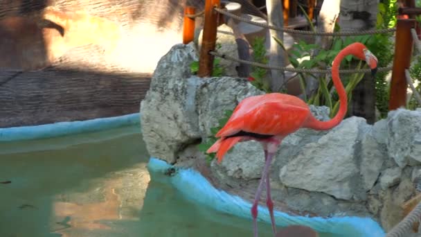 Pink Flamingo Walks Pond — Stock Video