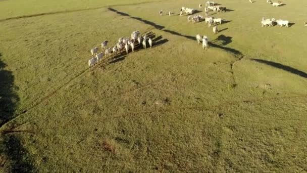 Cattle Herd Grazing Sunset — Stock Video